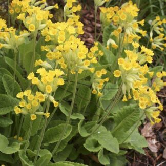 Primula Veris - Native Cowslip - in Bud & Bloom