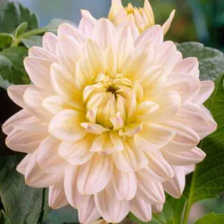 Dahlia Diana's Memory