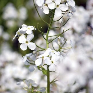 Hesperis Matronalis Albiflora - White Sweet Rocket