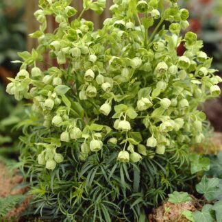 Helleborus Foetidus  - Stinking Hellebore