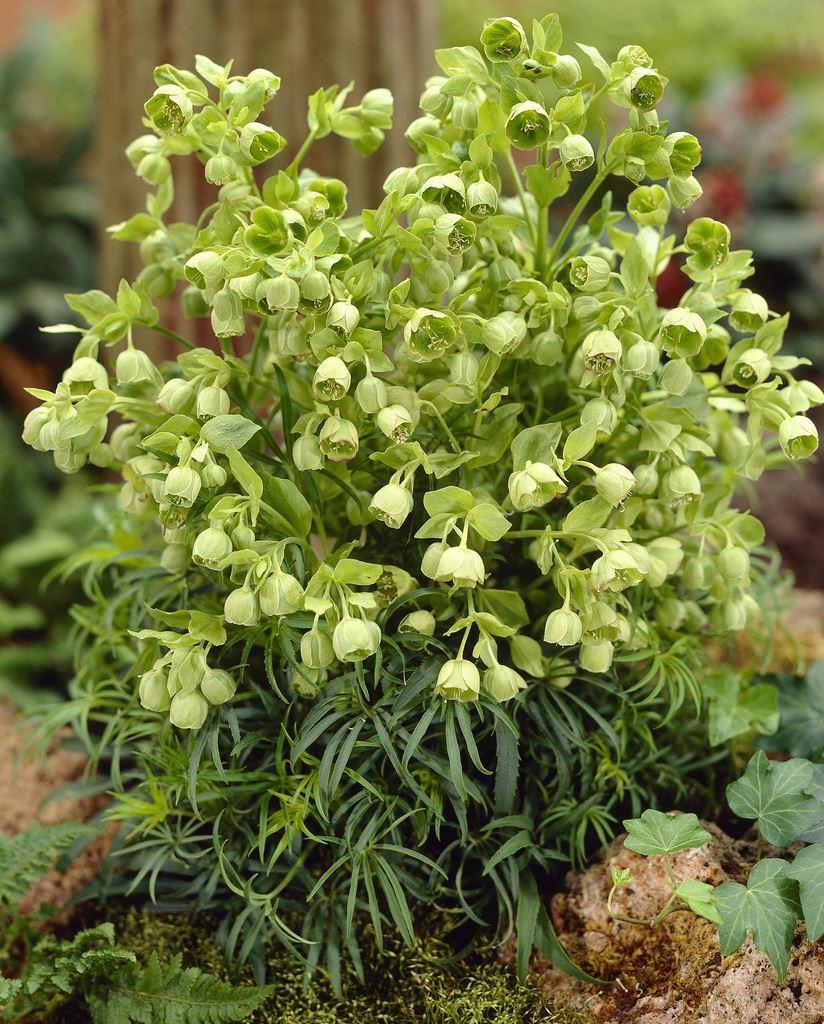 Helleborus Foetidus - Stinking Hellebore