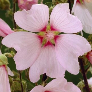 Lavatera Barnsley Baby