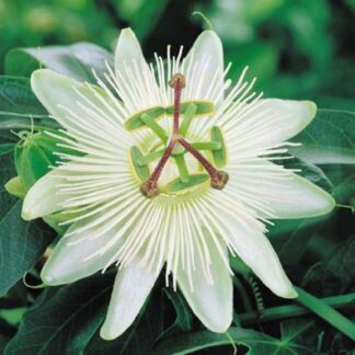Passiflora Caerulea Constance Elliott - Passion Flower - White Passiflora
