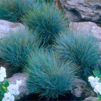 Festuca Glauca Elijah Blue - Fescue - Pack of Three