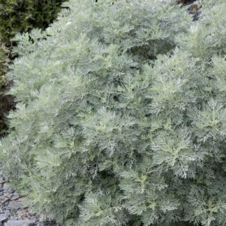 Artemisia Powis Castle - Wormwood