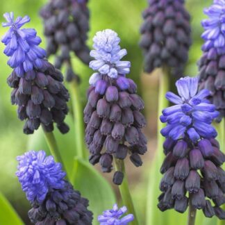 Muscari Latifolium - Two-Tone Grape Hyacinths - in Bud & Bloom