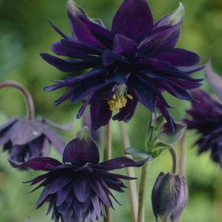 Aquilegia Black Barlow - Granny's Bonnet