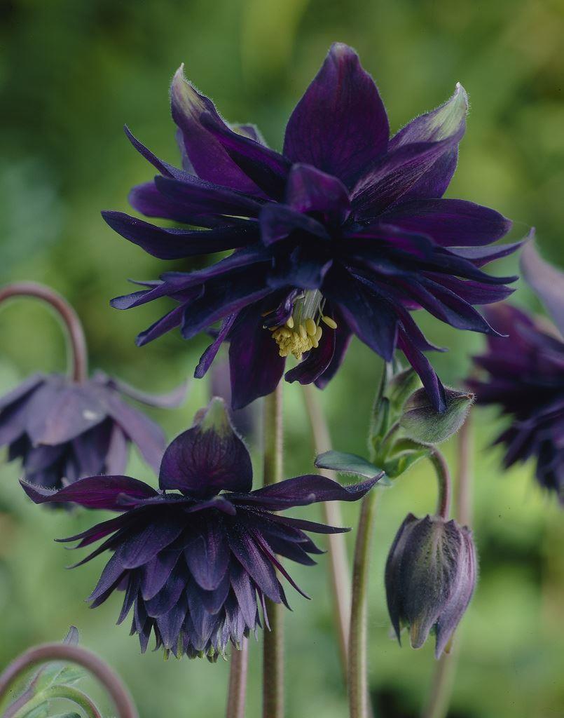 Aquilegia Black Barlow - Granny's Bonnet