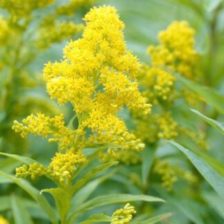 Solidago Goldkind - Dwarf Golden Rod