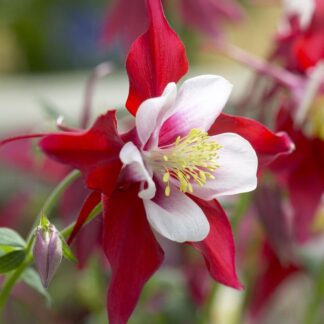 Aquilegia Red & White - Granny's Bonnet