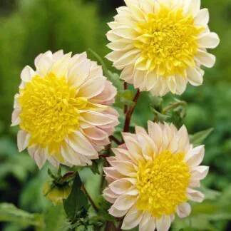 Dahlia Polka - Extra Special Variety