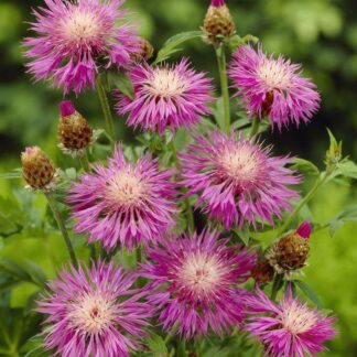 Centaurea ''Dealbata'' - Centurea