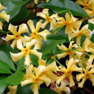 Star Jasmine Trachelospermum Jasminoides 'Star of Toscane' - Rhyncospermum - Circa 180-200cm