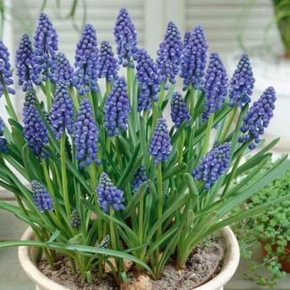 Blue Grape Hyacinths - Muscari Armenicum - in Bud & Bloom