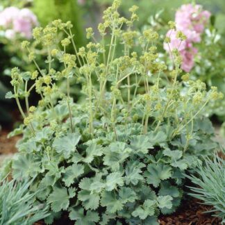 Alchemilla Erythropoda