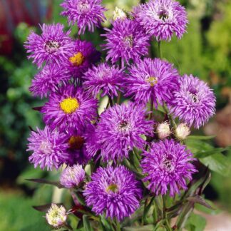 Erigeron 'Azure Fairy'