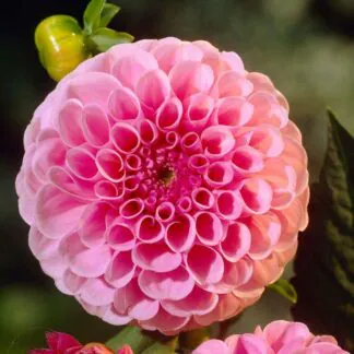 Dahlia Stolze Von Berlin