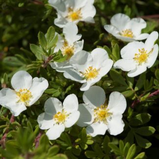 Potentilla Fruticosa. Abbotswood