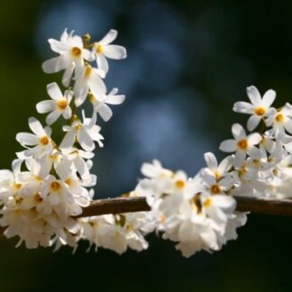 Abeliophyllum Distichum - White Forsythia - in Bud And Bursting Into Bloom