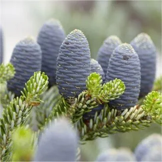 Abies Koreana - Blue Cone Korean Fir - 100-130cm