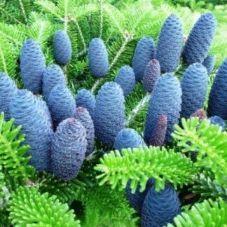 Large Blue Cone Korean Fir Tree - Abies Koreana - Circa 170-200cm