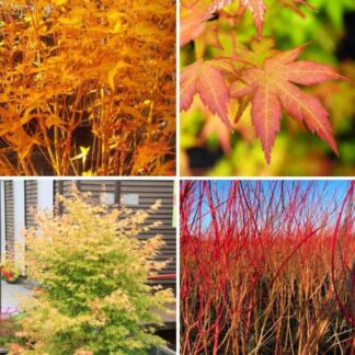 Acer Palmatum Bihou - Bi Ho Golden Bark Japanese Maple Bi Hoo - Large 120-140cm Tree