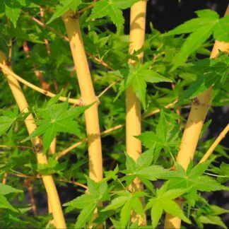 Acer Palmatum Bihou - Large Bi Hoo Golden Coral Bark Japanese Maple Circa 120cm