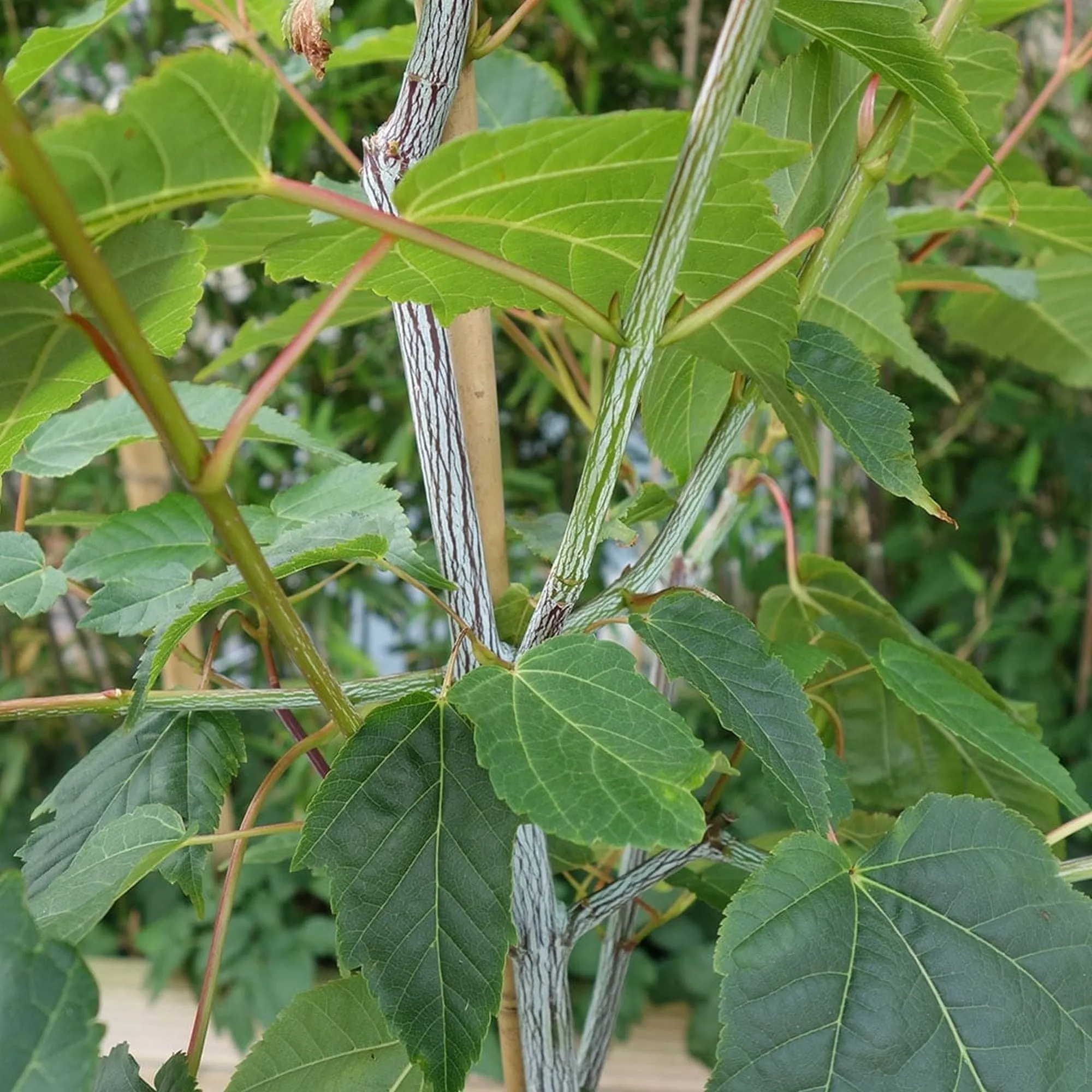 Acer Davidii 'Viper' - Snake Bark Maple Tree - Circa 150-180cm