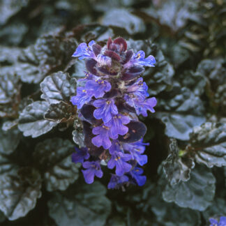 Ajuga Reptans 'Braunhertz' - Evergreen Bugle Plant