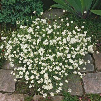 Dianthus Deltoides Albus