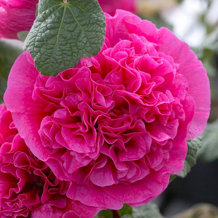 Alcea Rosea 'Chaters Double Violet'