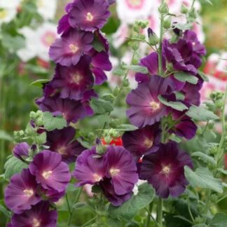 Alcea Rosea Purple Rain - Hollyhock