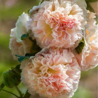 Alcea Rosea 'Chaters Double Chamois'