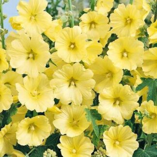 Alcea Rosea "Sunshine"