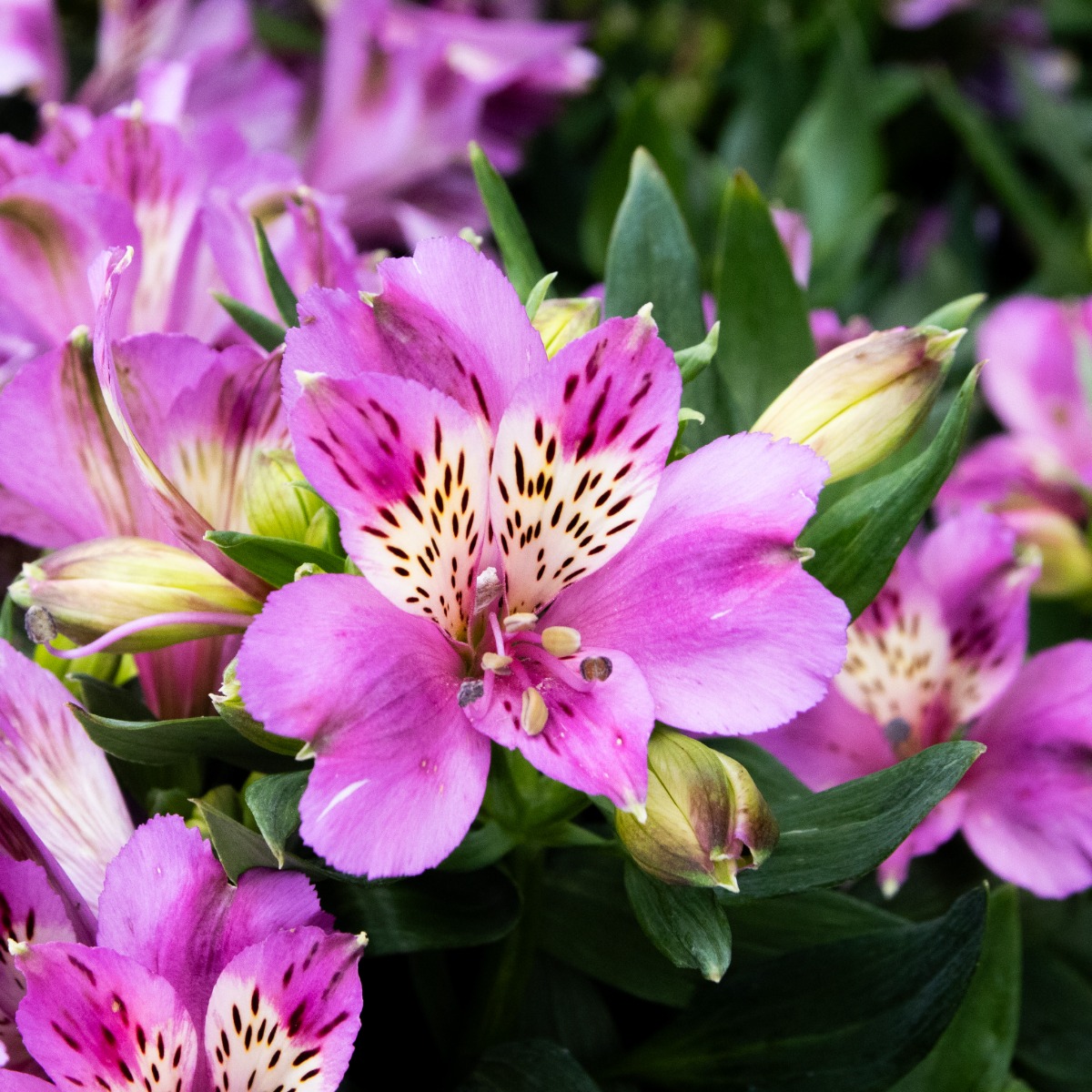 Alstroemeria Inticancha Navajo - Hardy Peruvian Lily - in Bud & Bloom