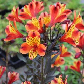 Alstroemeria Indian Summer - Hardy Peruvian Lily - in Bud & Bloom