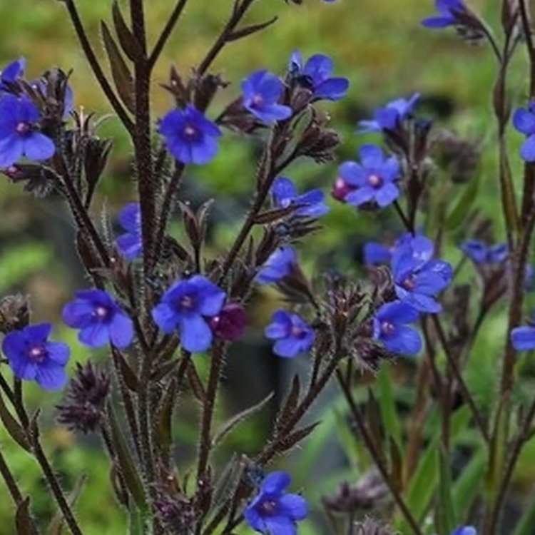 Anchusa Azurea Feltham Pride