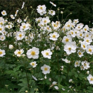 Anemone Honorine Jobert - Japanese Anemone