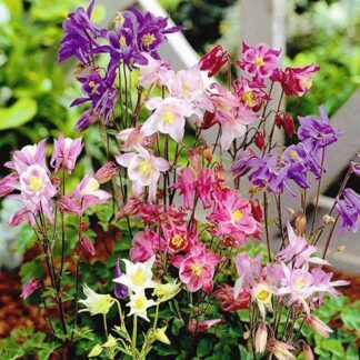 Aquilegia 'Grandmother's Garden' - Biedermeier Mixed Columbine - Granny's Bonnet