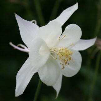 Aquilegia 'White Star'