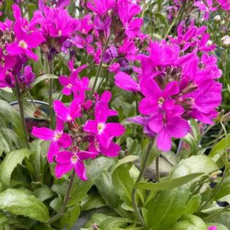 Arabis Blepharophylla Rose Delight - in Bud & Bloom