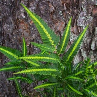 Arachniodes Aristata Variegata - Evergreen East Indian Holly Fern