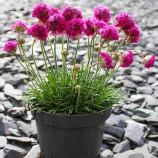 Armeria Maritima Splendens Sea Pink - in Bud & Bloom