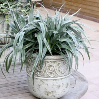 Astelia Chatamica Silver Shadow - Silver Spear