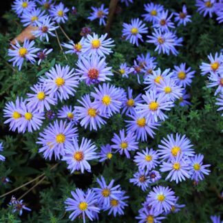 Aster Novi Belgii 'Lady in Blue'  - Michaelmas Daisy