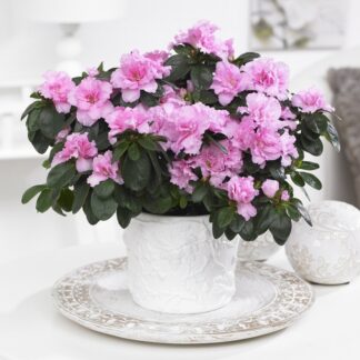 Beautiful Pink Azalea Bursting in To Bloom