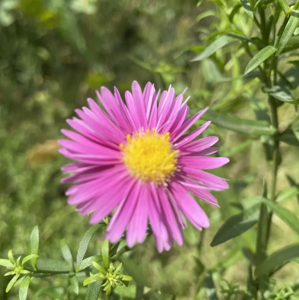 Aster Dumosus Island Bahama - Michaelmas Daisy