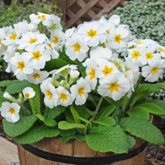 Polyanthus White in Bud And Bloom