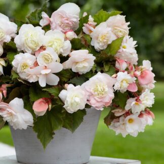 Aromatic Scented Cascading Angelique Begonia - Pack of Three