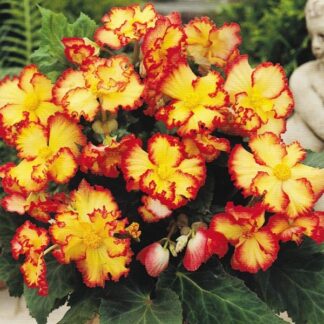 Begonia Crispa Marginata Red & Gold
